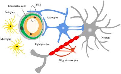 Relationship between insulin-like growth factor-1 and cerebral small vessel disease and its mechanisms: advances in the field